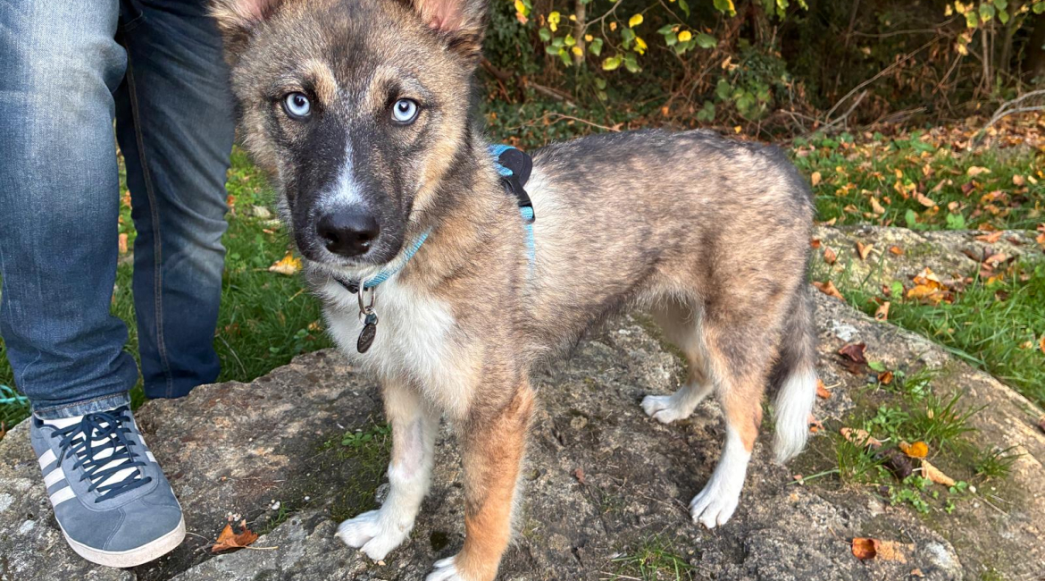 Chiens à adopter